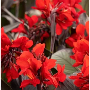 Canna Lily Cannova Bronze Scarlet Live Plant - 4.5 inch Nursery Pot - Outdoor Flower - Image 2