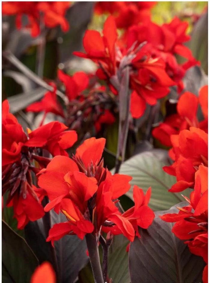 Canna Lily Cannova Bronze Scarlet Live Plant - 4.5 inch Nursery Pot - Outdoor Flower - Image 2