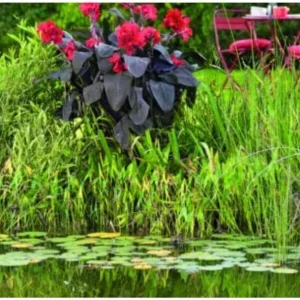 Canna Lily Cannova Bronze Scarlet Live Plant - 4.5 inch Nursery Pot - Outdoor Flower - Image 3