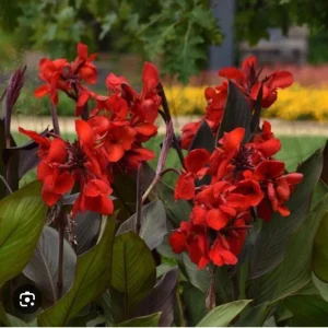 Canna Lily Cannova Bronze Scarlet Live Plant - 4.5 inch Nursery Pot - Outdoor Flower - Image 4