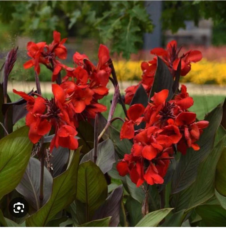 Canna Lily Cannova Bronze Scarlet Live Plant - 4.5 inch Nursery Pot - Outdoor Flower - Image 4