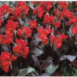 Canna Lily Cannova Bronze Scarlet Live Plant - 4.5 inch Nursery Pot - Outdoor Flower - Image 5