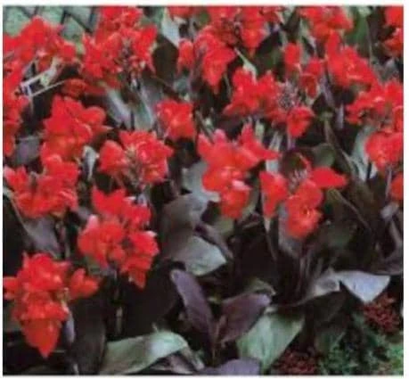 Canna Lily Cannova Bronze Scarlet Live Plant - 4.5 inch Nursery Pot - Outdoor Flower - Image 5