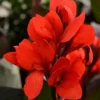 Canna Lily Cannova Bronze Scarlet Live Plant - 4.5 inch Nursery Pot - Outdoor Flower - Image 1