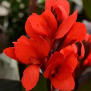 Canna Lily Cannova Bronze Scarlet Live Plant - 4.5 inch Nursery Pot - Outdoor Flower - Image 1