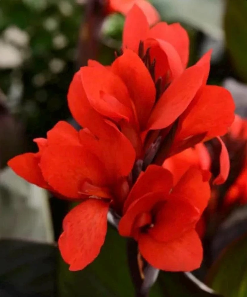 Canna Lily Cannova Bronze Scarlet Live Plant - 4.5 inch Nursery Pot - Outdoor Flower - Image 1