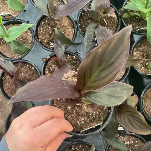 Canna Lily Cannova Bronze Scarlet Live Plant - 4.5 inch Nursery Pot - Outdoor Flower - Image 6