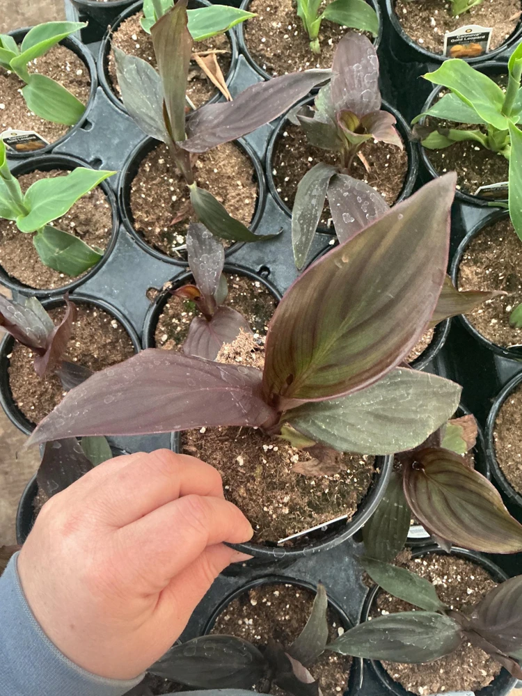 Canna Lily Cannova Bronze Scarlet Live Plant - 4.5 inch Nursery Pot - Outdoor Flower - Image 6