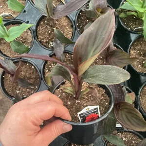 Canna Lily Cannova Bronze Scarlet Live Plant - 4.5 inch Nursery Pot - Outdoor Flower - Image 7
