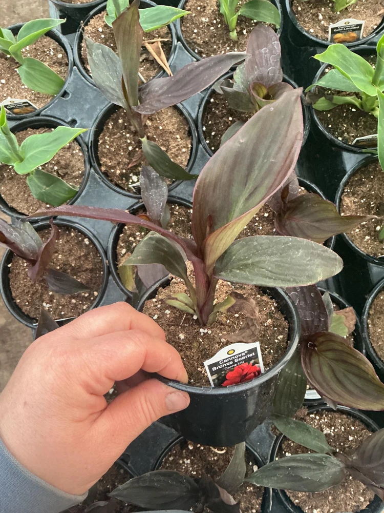 Canna Lily Cannova Bronze Scarlet Live Plant - 4.5 inch Nursery Pot - Outdoor Flower - Image 7