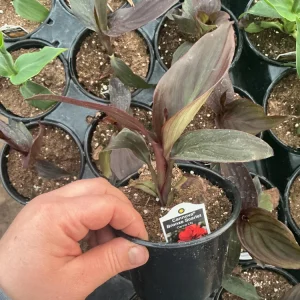 Canna Lily Cannova Bronze Scarlet Live Plant - 4.5 inch Nursery Pot - Outdoor Flower - Image 8