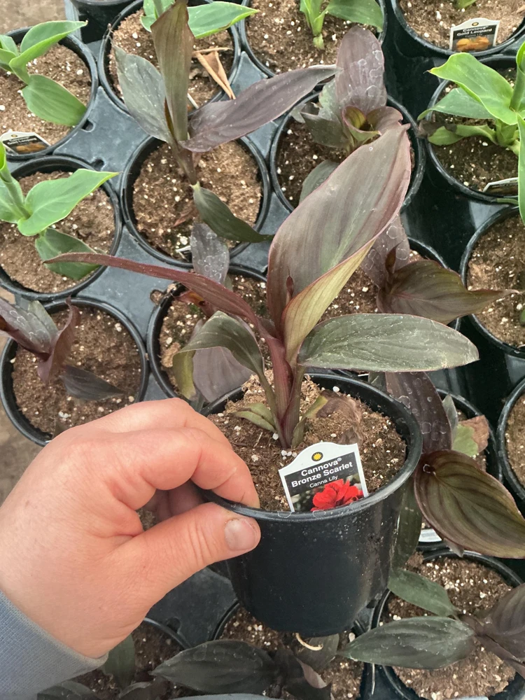 Canna Lily Cannova Bronze Scarlet Live Plant - 4.5 inch Nursery Pot - Outdoor Flower - Image 8