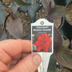 Canna Lily Cannova Bronze Scarlet Live Plant - 4.5 inch Nursery Pot - Outdoor Flower - Image 9