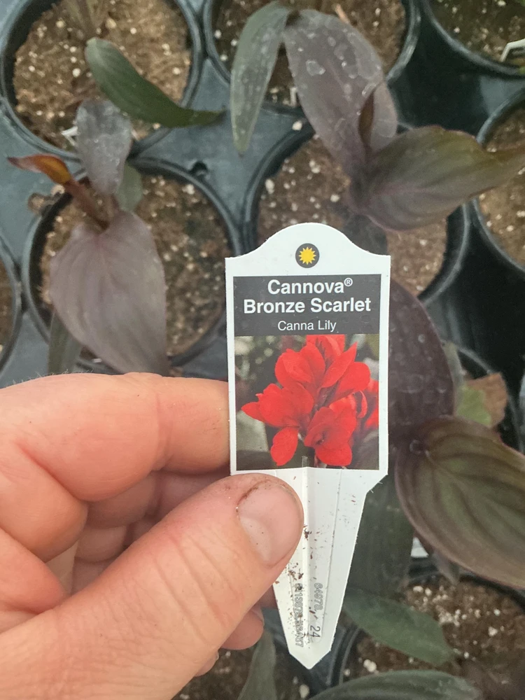 Canna Lily Cannova Bronze Scarlet Live Plant - 4.5 inch Nursery Pot - Outdoor Flower - Image 9