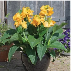 Canna Lily Cannova Gold Leopard Live Plant – 4.5" Nursery Pot – Outdoor Flower - Image 2