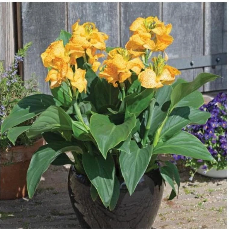 Canna Lily Cannova Gold Leopard Live Plant – 4.5" Nursery Pot – Outdoor Flower - Image 2