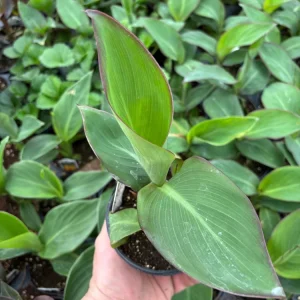 Canna Lily Cannova Gold Leopard Live Plant – 4.5" Nursery Pot – Outdoor Flower - Image 3