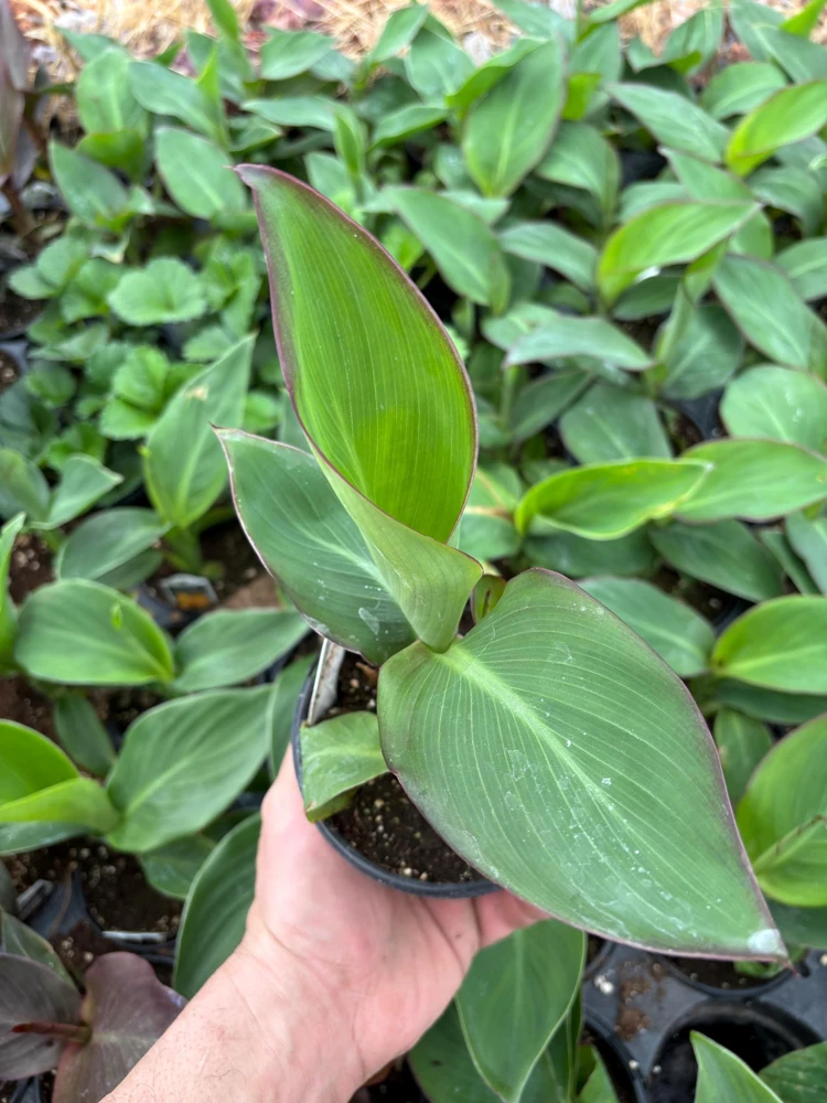 Canna Lily Cannova Gold Leopard Live Plant – 4.5" Nursery Pot – Outdoor Flower - Image 3