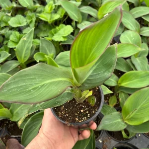 Canna Lily Cannova Gold Leopard Live Plant – 4.5" Nursery Pot – Outdoor Flower - Image 4