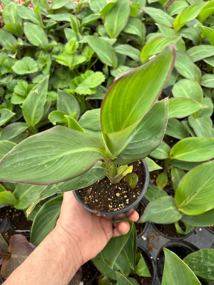 Canna Lily Cannova Gold Leopard Live Plant – 4.5" Nursery Pot – Outdoor Flower - Image 4