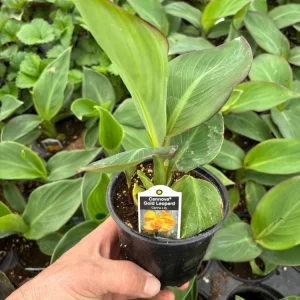 Canna Lily Cannova Gold Leopard Live Plant – 4.5" Nursery Pot – Outdoor Flower - Image 5