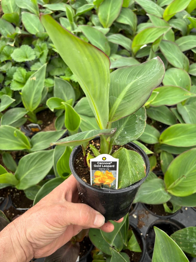Canna Lily Cannova Gold Leopard Live Plant – 4.5" Nursery Pot – Outdoor Flower - Image 5