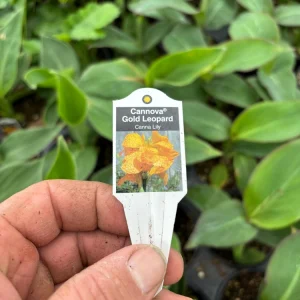 Canna Lily Cannova Gold Leopard Live Plant – 4.5" Nursery Pot – Outdoor Flower - Image 6