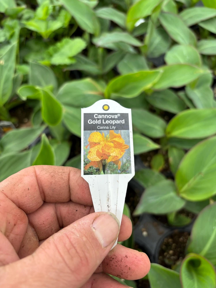 Canna Lily Cannova Gold Leopard Live Plant – 4.5" Nursery Pot – Outdoor Flower - Image 6
