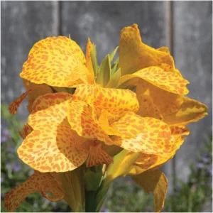 Canna Lily Cannova Gold Leopard Live Plant – 4.5" Nursery Pot – Outdoor Flower - Image 1
