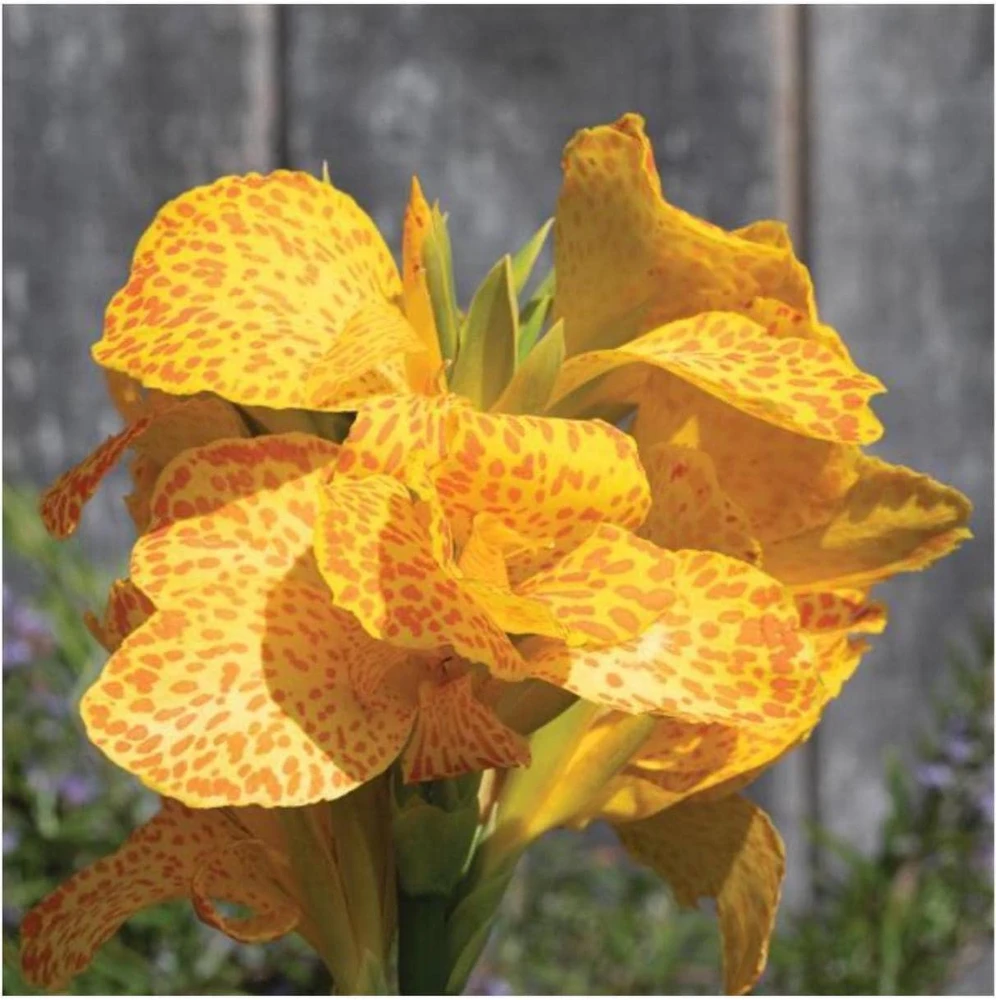 Canna Lily Cannova Gold Leopard Live Plant – 4.5" Nursery Pot – Outdoor Flower - Image 1