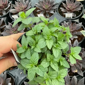 Chocolate Mint Live Herb Plant – 4.5" Pot – Fragrant Culinary Mint - Image 2
