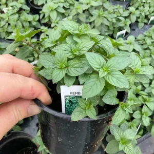 Chocolate Mint Live Herb Plant – 4.5" Pot – Fragrant Culinary Mint - Image 3