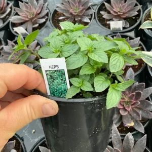Chocolate Mint Live Herb Plant – 4.5" Pot – Fragrant Culinary Mint - Image 4