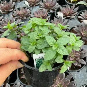Chocolate Mint Live Herb Plant – 4.5" Pot – Fragrant Culinary Mint - Image 5