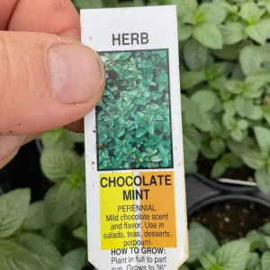 Chocolate Mint Live Herb Plant – 4.5" Pot – Fragrant Culinary Mint - Image 6