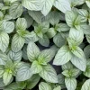 Chocolate Mint Live Herb Plant – 4.5" Pot – Fragrant Culinary Mint - Image 1