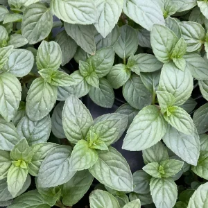 Chocolate Mint Live Herb Plant – 4.5" Pot – Fragrant Culinary Mint - Image 1