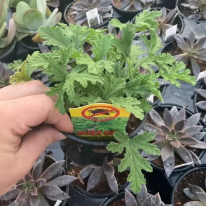 Citronella Scented Geranium Live Plant - Mosquito Repellent - 4.5 inch Pot - Image 2