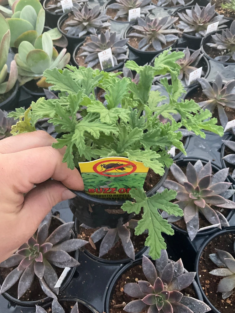 Citronella Scented Geranium Live Plant - Mosquito Repellent - 4.5 inch Pot - Image 2