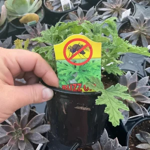 Citronella Scented Geranium Live Plant - Mosquito Repellent - 4.5 inch Pot - Image 3