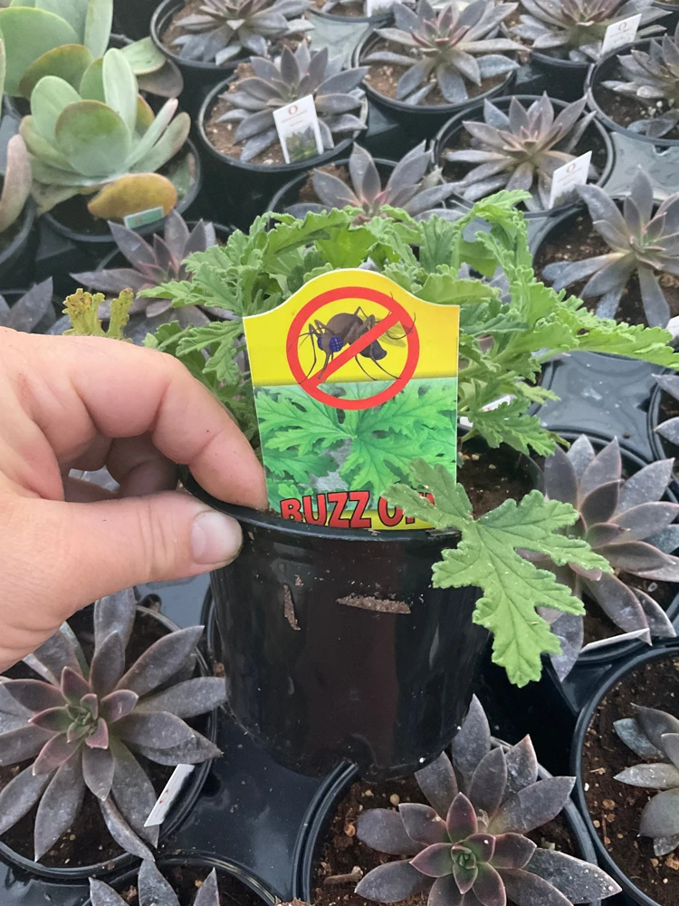 Citronella Scented Geranium Live Plant - Mosquito Repellent - 4.5 inch Pot - Image 3