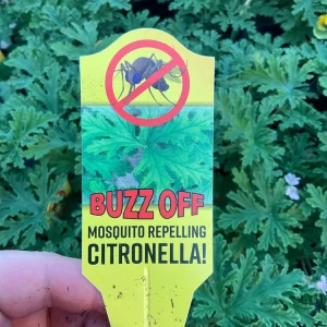 Citronella Scented Geranium Live Plant - Mosquito Repellent - 4.5 inch Pot - Image 4