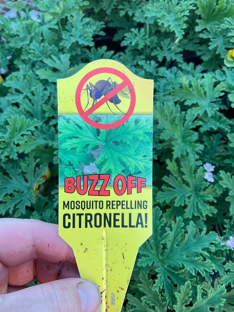 Citronella Scented Geranium Live Plant - Mosquito Repellent - 4.5 inch Pot - Image 4