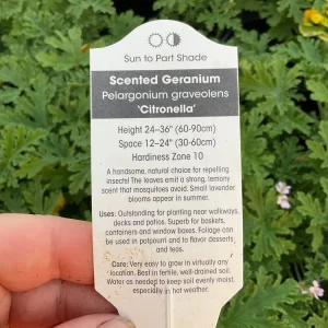 Citronella Scented Geranium Live Plant - Mosquito Repellent - 4.5 inch Pot - Image 5