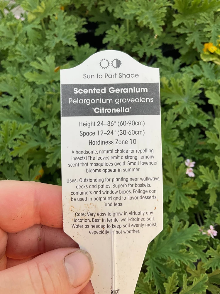 Citronella Scented Geranium Live Plant - Mosquito Repellent - 4.5 inch Pot - Image 5