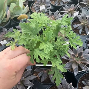 Citronella Scented Geranium Live Plant - Mosquito Repellent - 4.5 inch Pot - Image 1