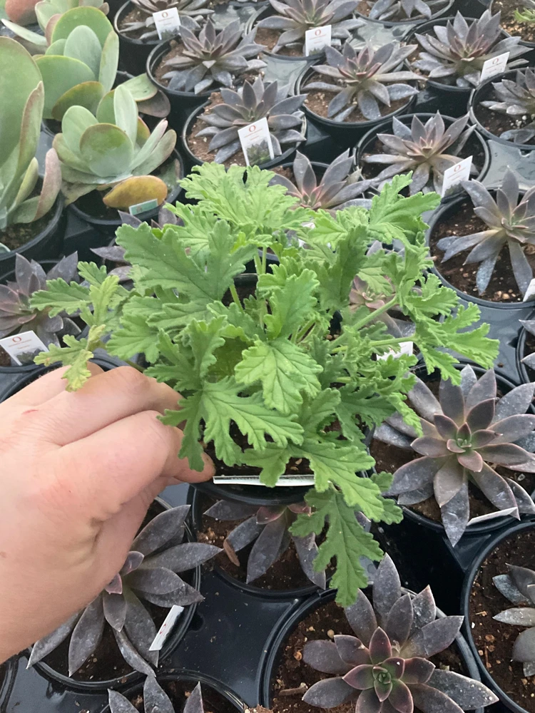 Citronella Scented Geranium Live Plant - Mosquito Repellent - 4.5 inch Pot - Image 1