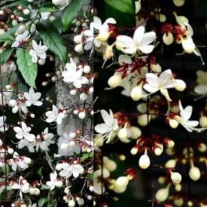 Clerodendrum Wallichii Live Plant – Chains of Glory Vine – 4-6 Inch Tall - Image 2