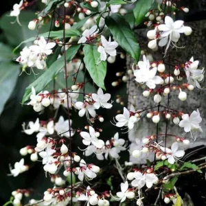 Clerodendrum Wallichii Live Plant – Chains of Glory Vine – 4-6 Inch Tall - Image 1