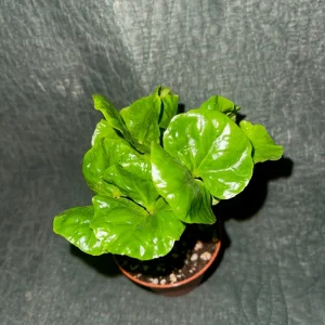 Coffee Arabica Live Plant - Grow Your Own Coffee Tree, Potted Houseplant, 3 inch Pot - Image 2